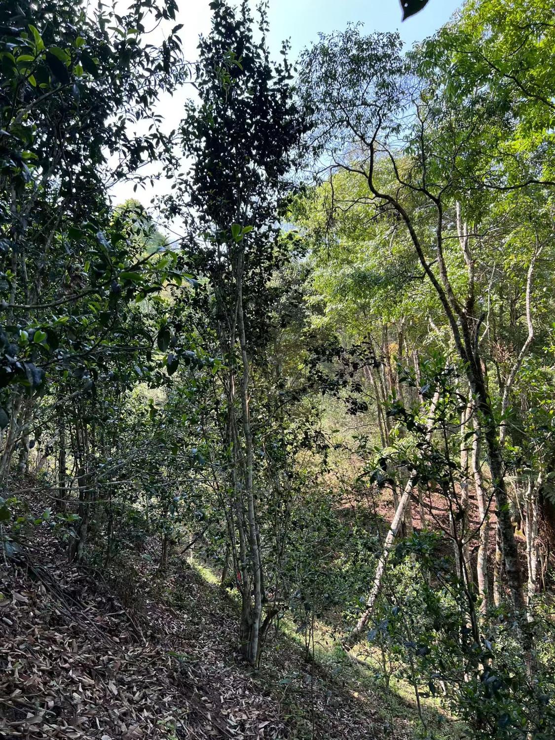 Sunlit hillside where old wild tea trees grow mixed into the forest in Yibang Dahei Shan, Mengla, Yunnan, China