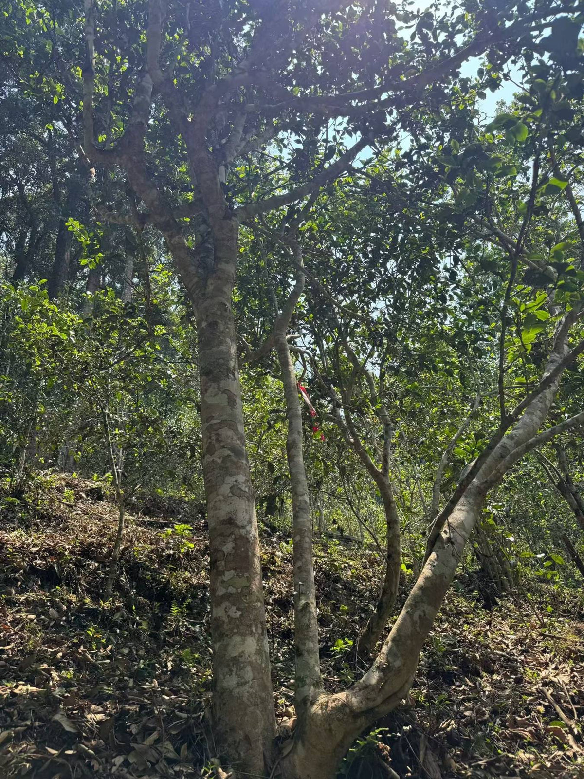 Tall old wild tea tree with pale, mottled bark on a forested slope in Yibang Dahei Shan, Xishuangbanna, Yunnan