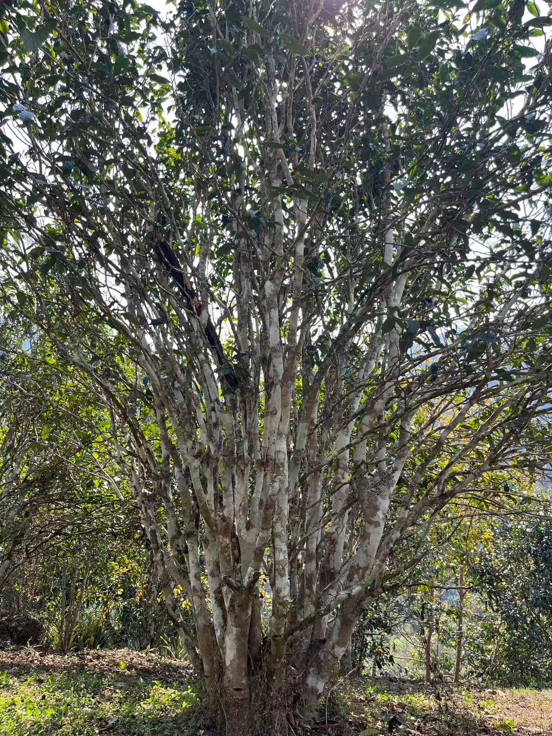 Gushu tea tree with many pale, branching trunks in sunlight at Cha Wang Di, Gua Feng Zhai, Yiwu, Yunnan