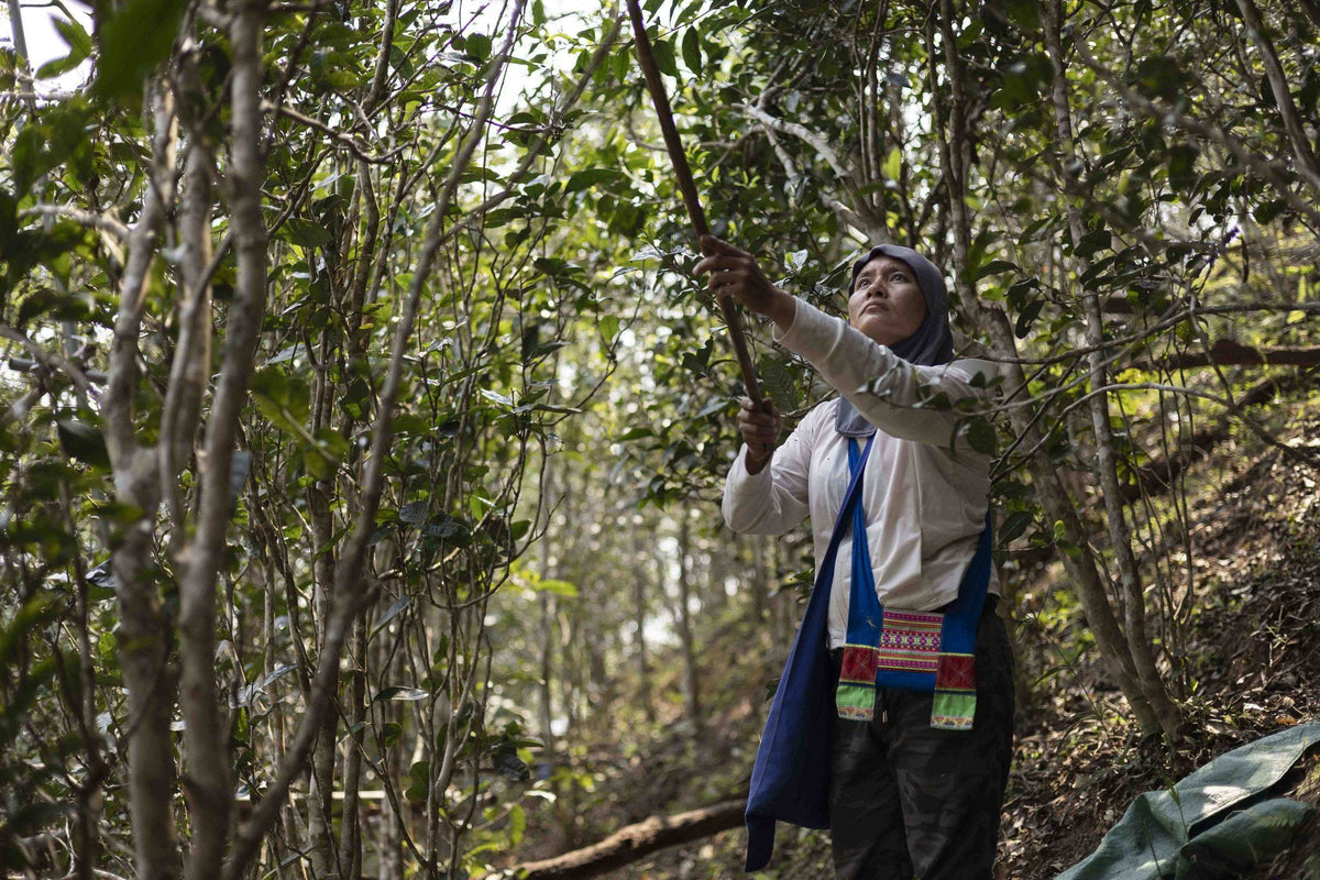 Farmer using a hooked stick to pull down a tea branch for picking in a Mansong tea forest, Yibang, Yunnan