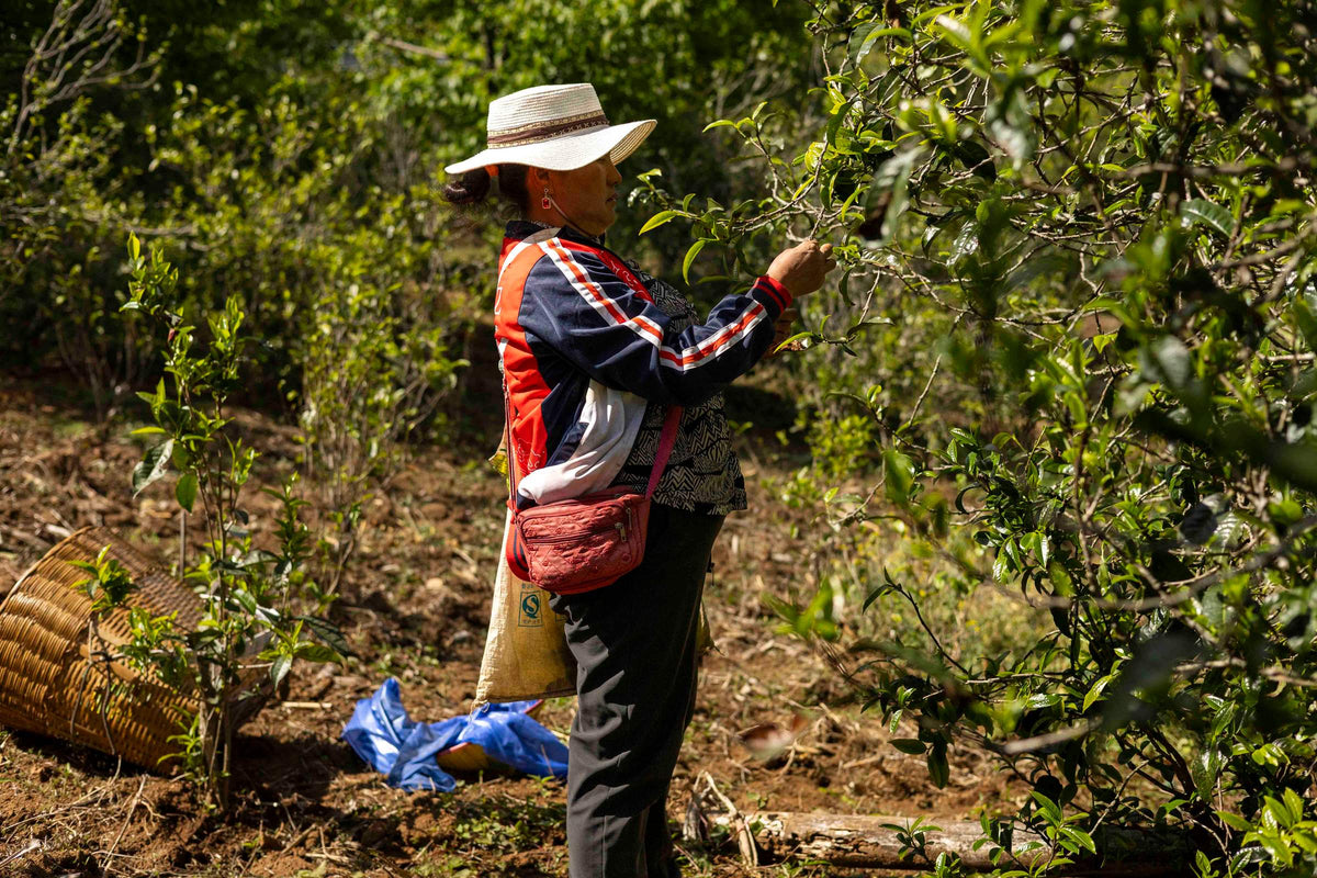 Village picker in a sun hat plucking shoots from a teng tiao tea tree at Liang Guo Shui, Yongde, Yunnan