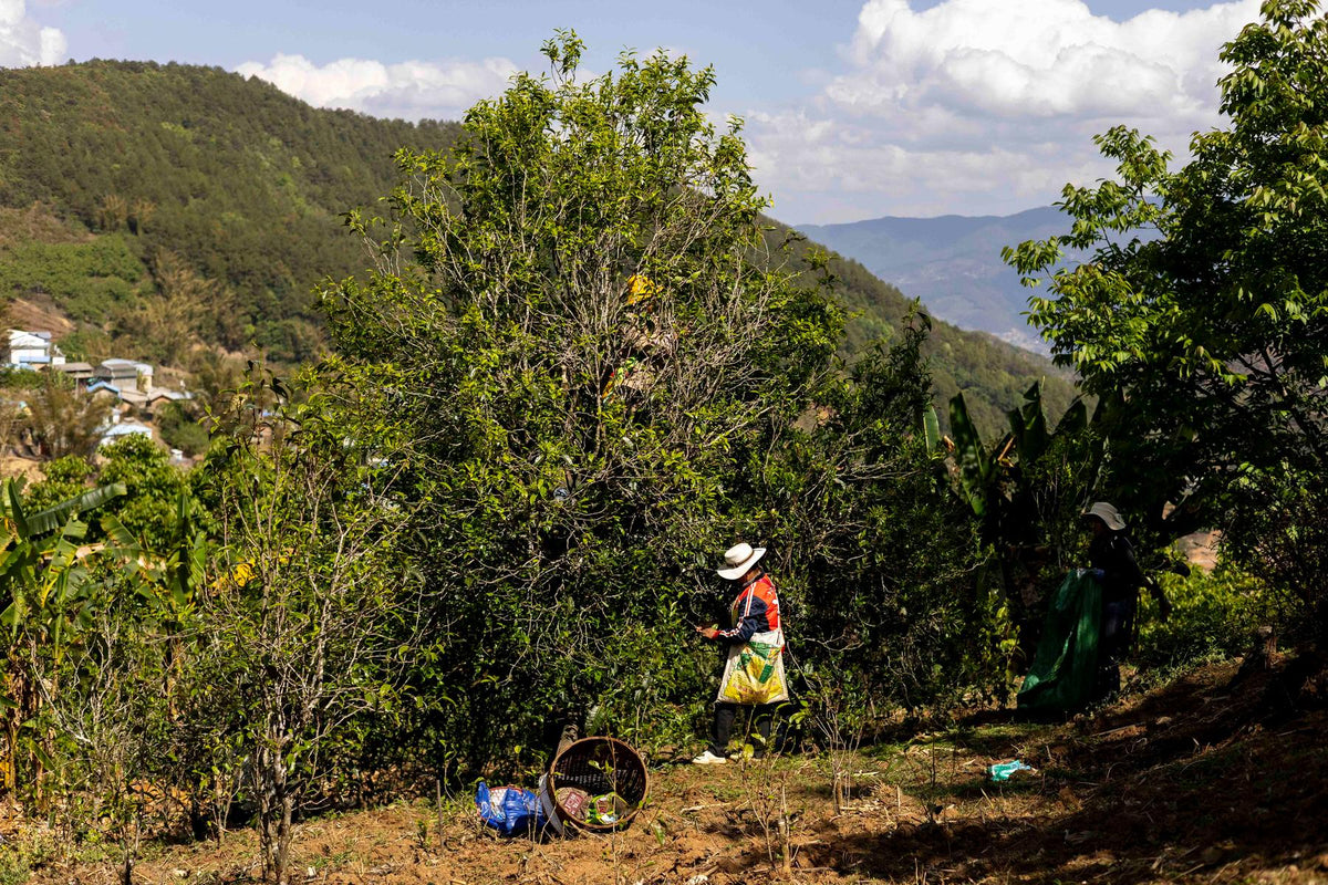 Pickers around a single tall tea tree on a hillside above Liang Guo Shui village, Yongde, Lincang, Yunnan