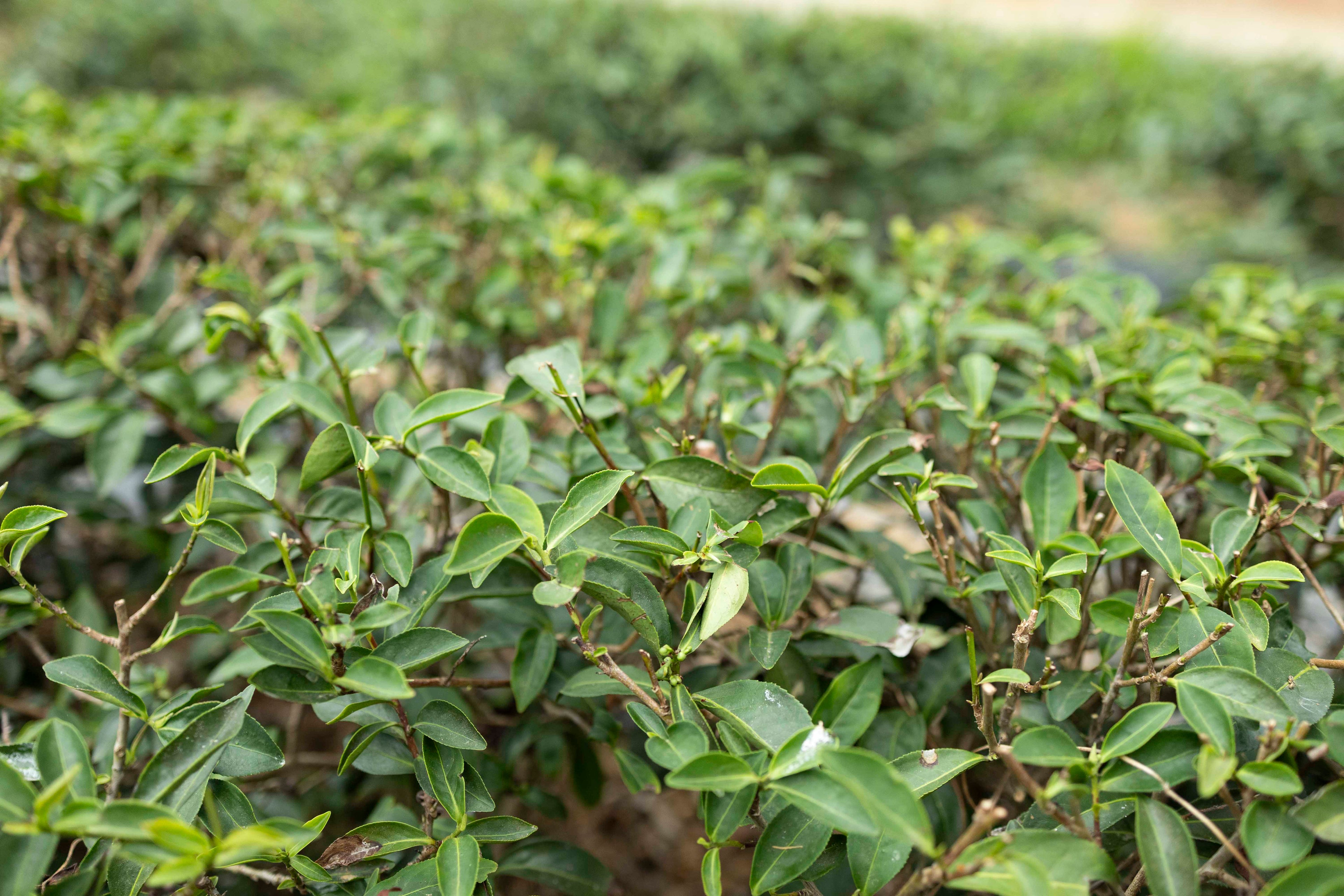 Mingjian "Shake White" Mi Xiang Wulong Bai Cha