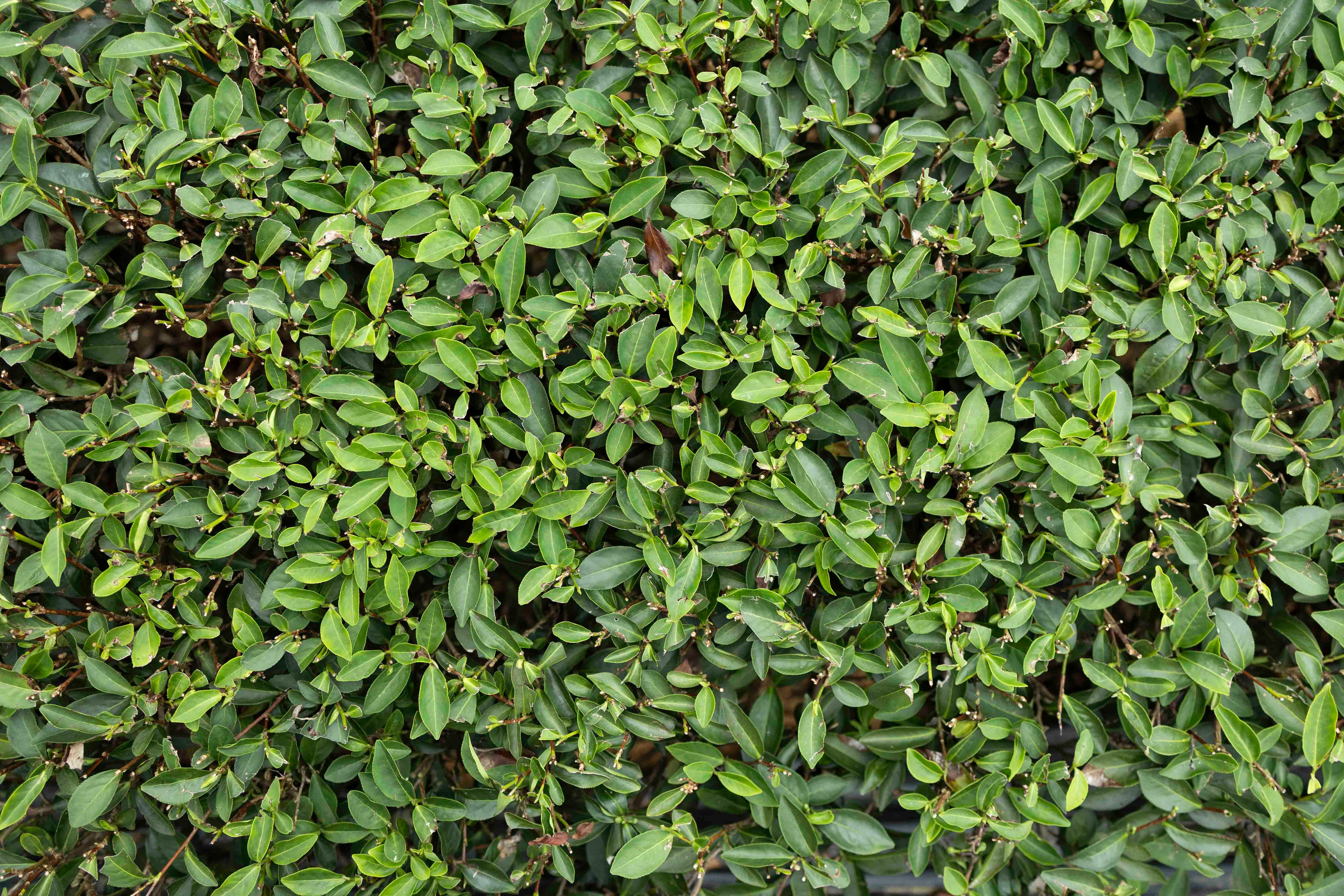 Mingjian "Shake White" Mi Xiang Wulong Bai Cha