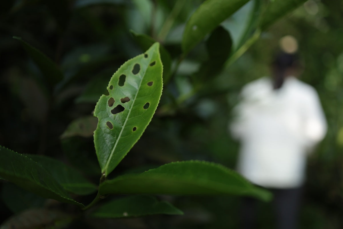 Understanding Yefang, Taiwan's Natural Farming Philosophy