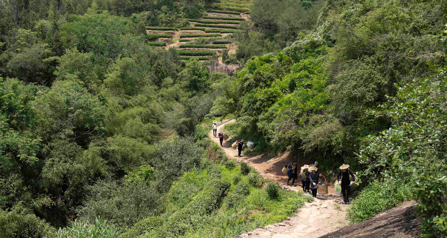 Wuyi Shan Micro-Terroirs: 2026 Field Report