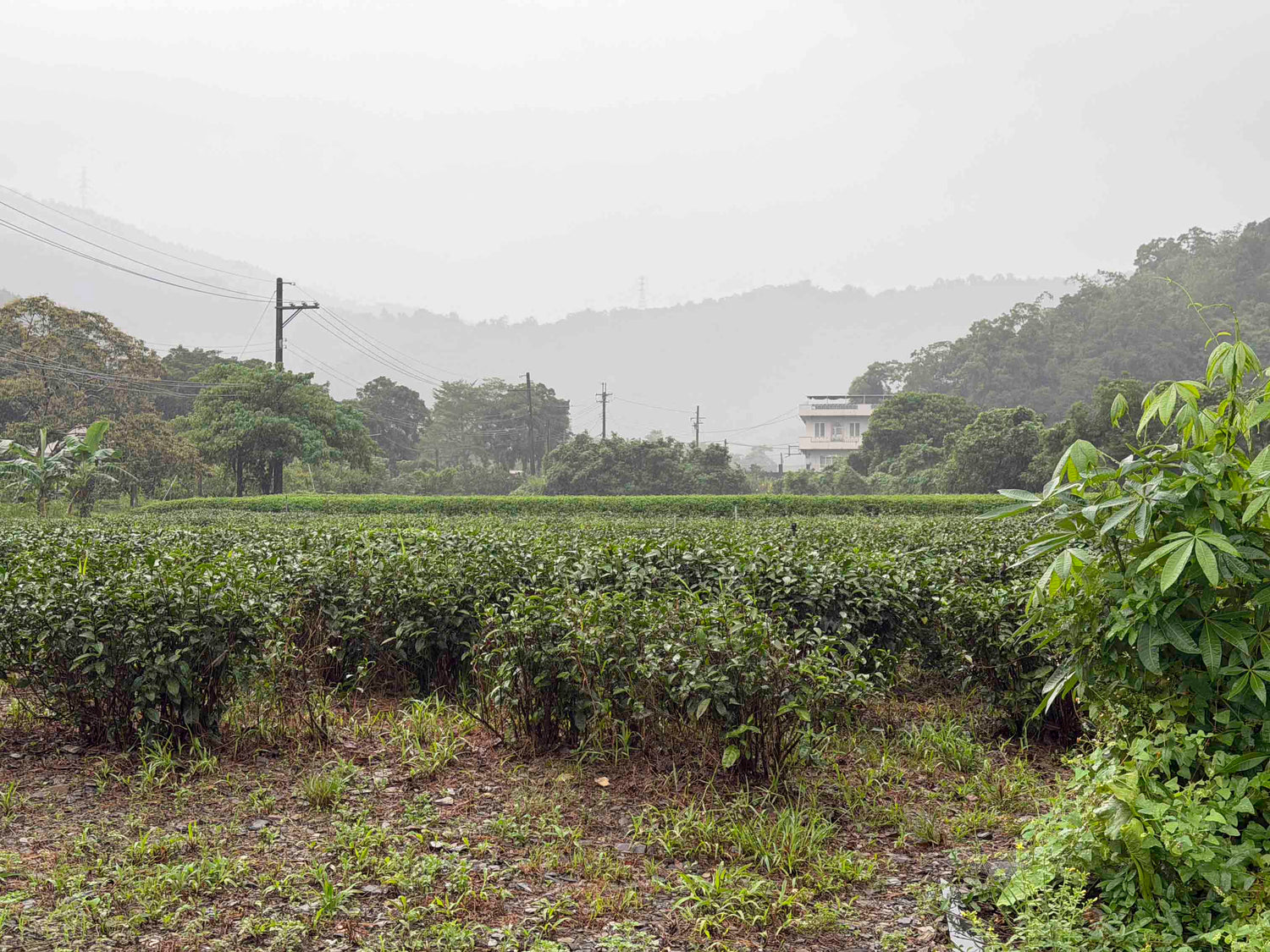 Natural organic tea garden mother bush in Yilan county Taiwan