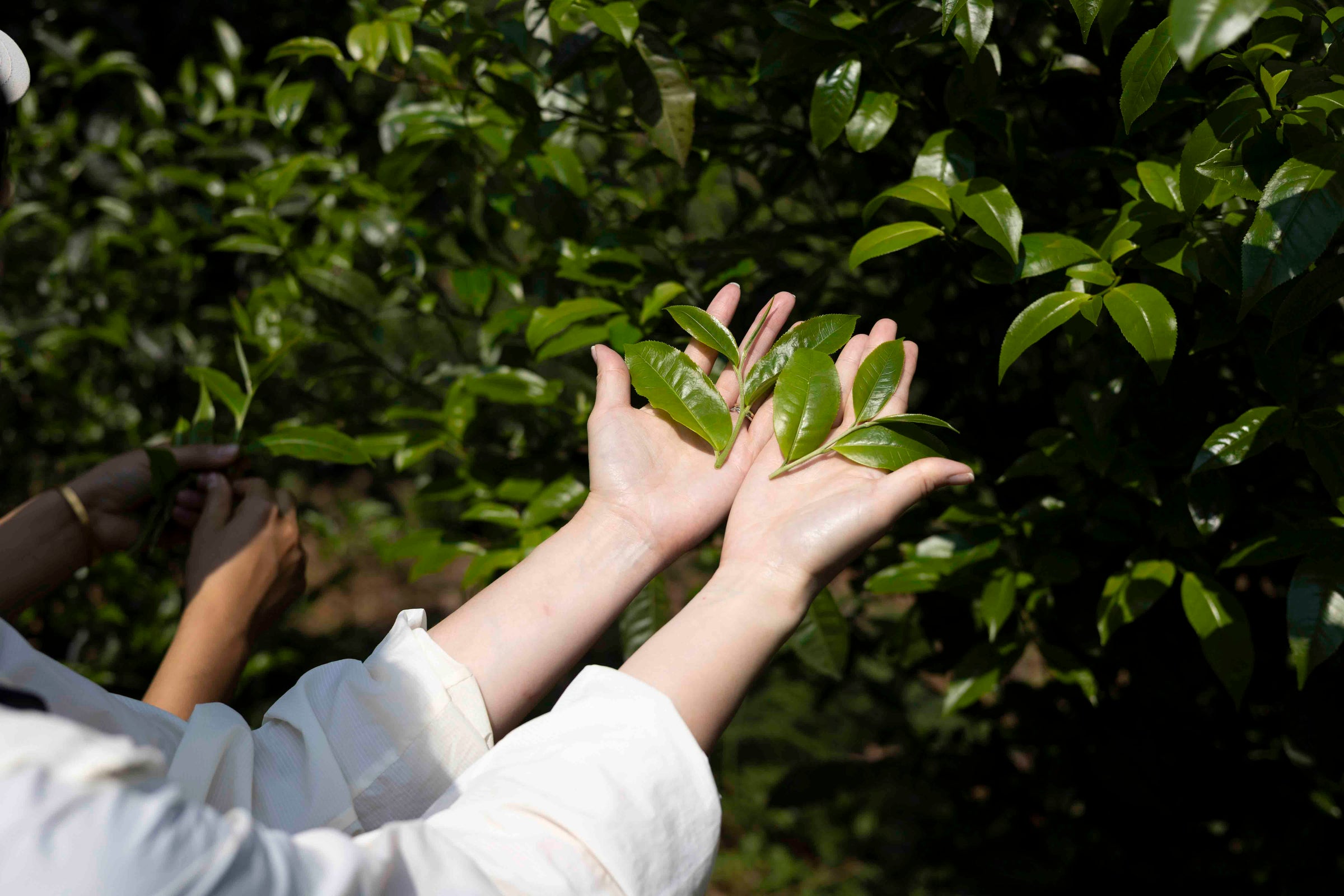 yunnan tea