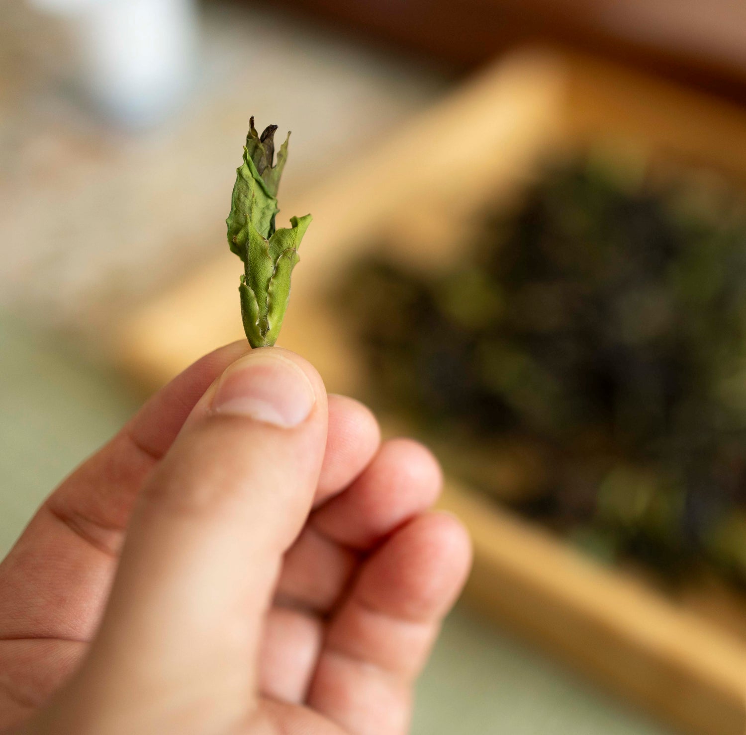 Yongde Da Xue Shan Yesheng Bai Cha - Wild White Tea