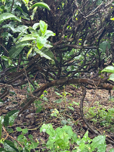 Bailu tea cultivar No.17 in Yilan Taiwan
