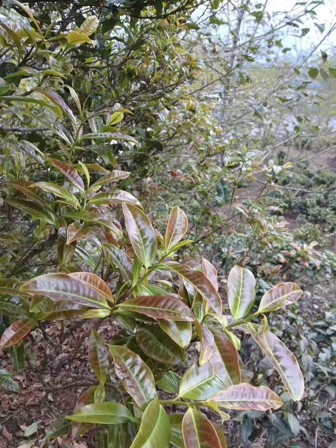 Fengqing Gao Shan Bai Cha 2026 - Yunnan White Tea
