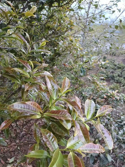 Fengqing Gao Shan Bai Cha 2026 - Yunnan White Tea