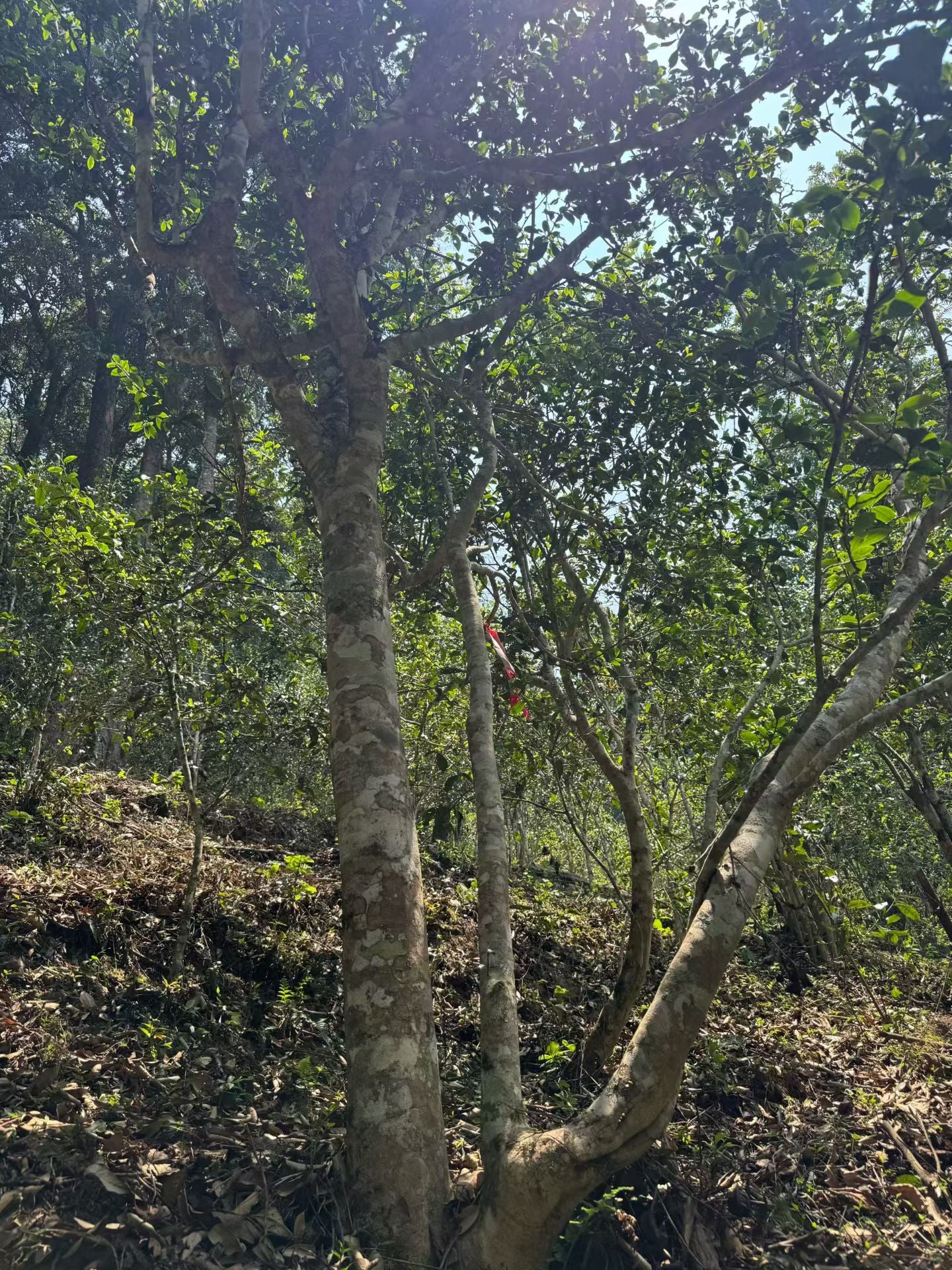Yiwu Yibang Dahei Shan 2026 - Wild Sheng Pu&
