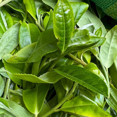 Yibang Dahei Shan 2026 - Wild Sheng Pu'er (Raw)
