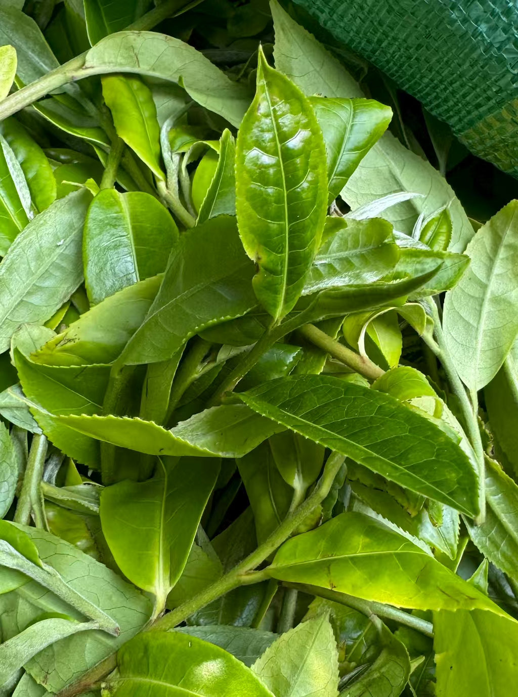 Yiwu Yibang Dahei Shan 2026 - Wild Sheng Pu&