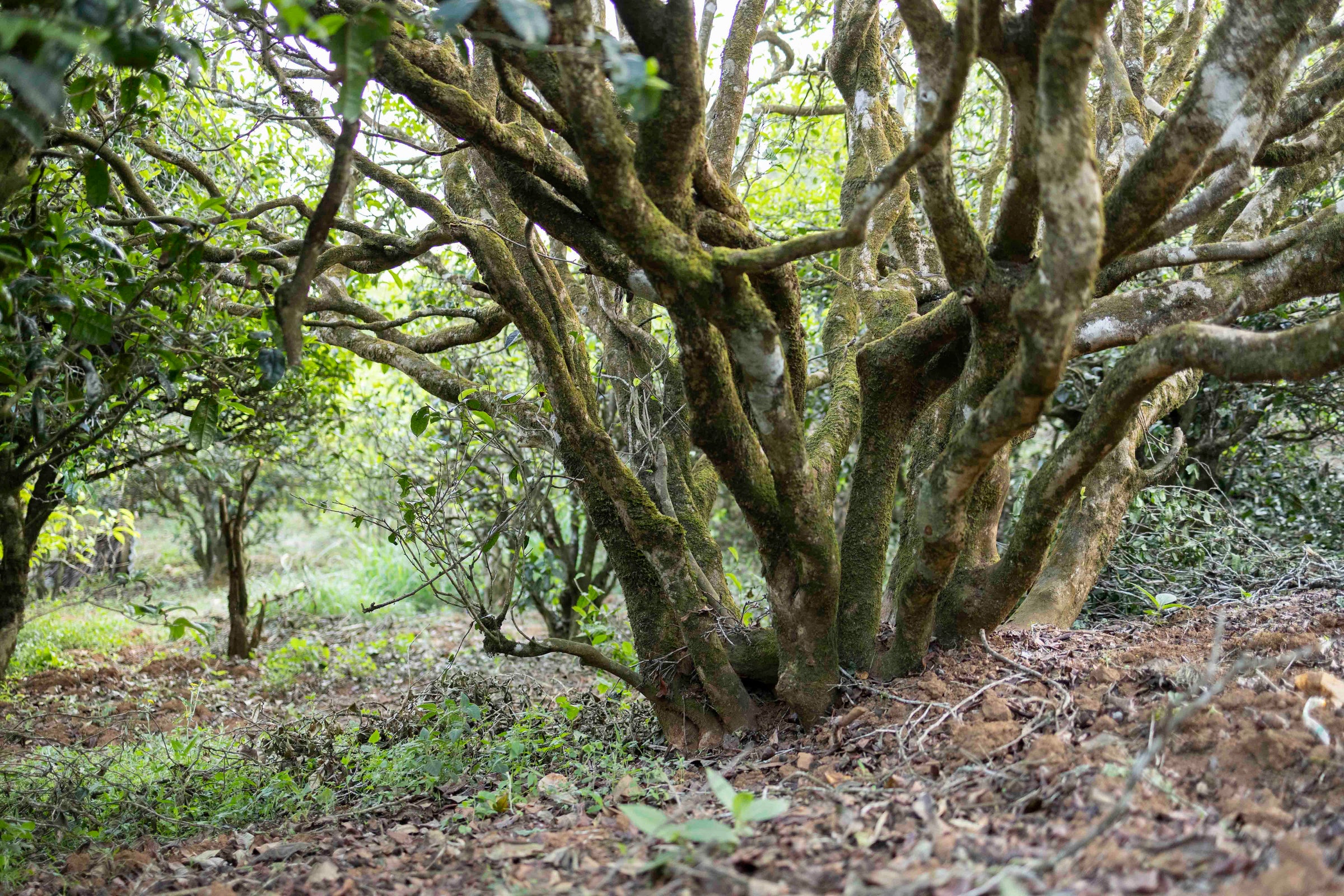 ancient moss-covered wild tea tree in Yongde, Lincang, Yunnan, the kind of old bushes sourced for the blind tasting club