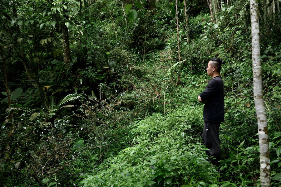 A woman picking tea leaves