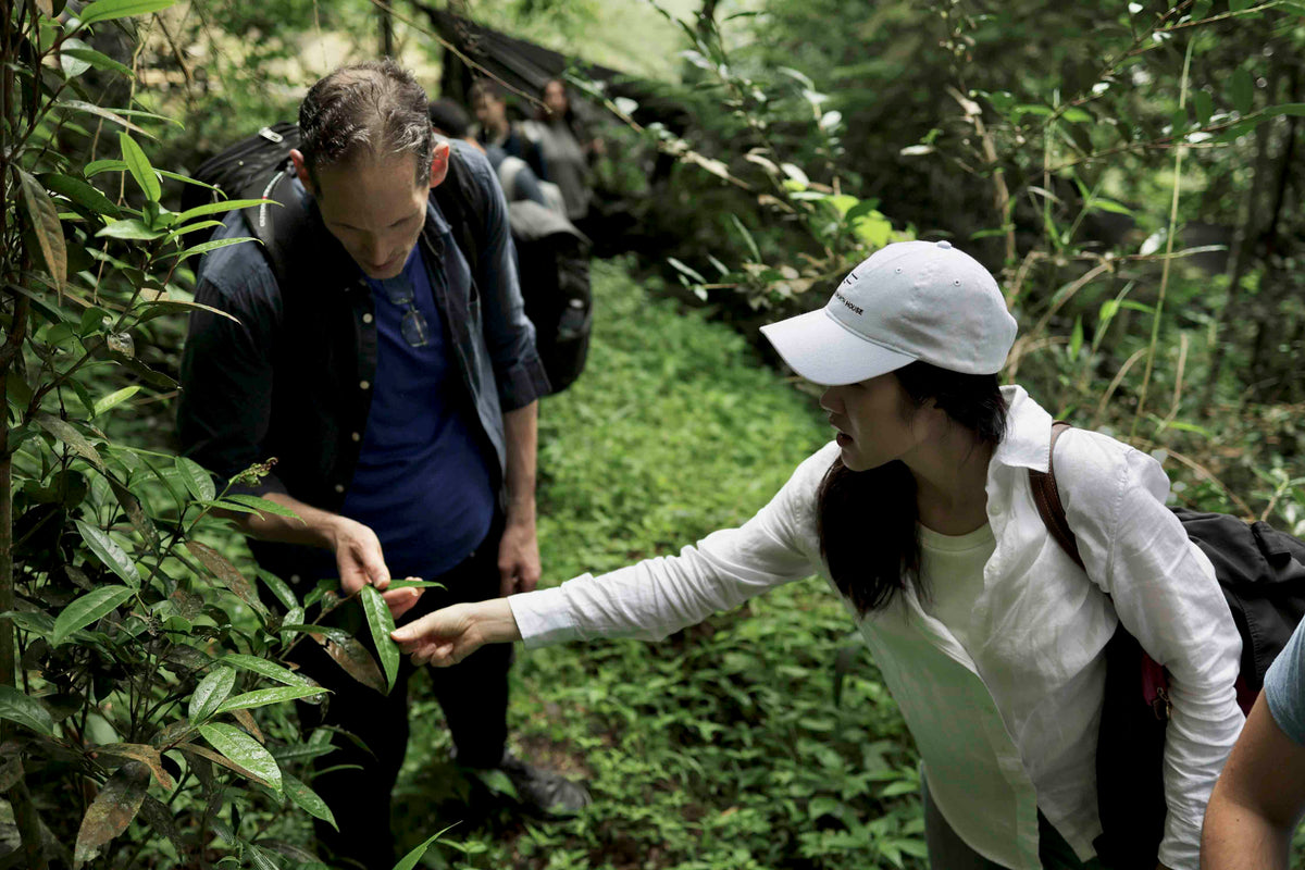 Wild forest tea tour hike in Alishan Taiwan Shan Cha