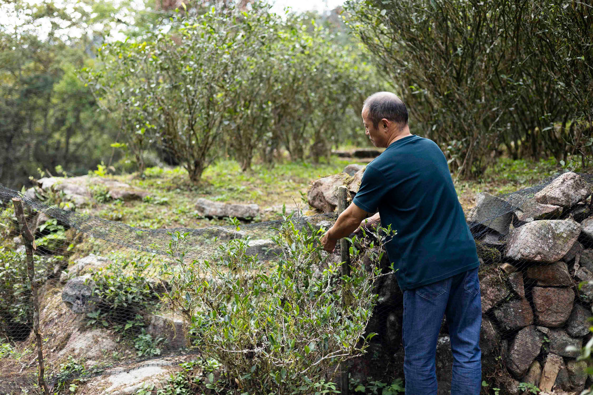 Black tea master in Tong mu guan Wuyi Shan Fujian, yefang wild forest tea