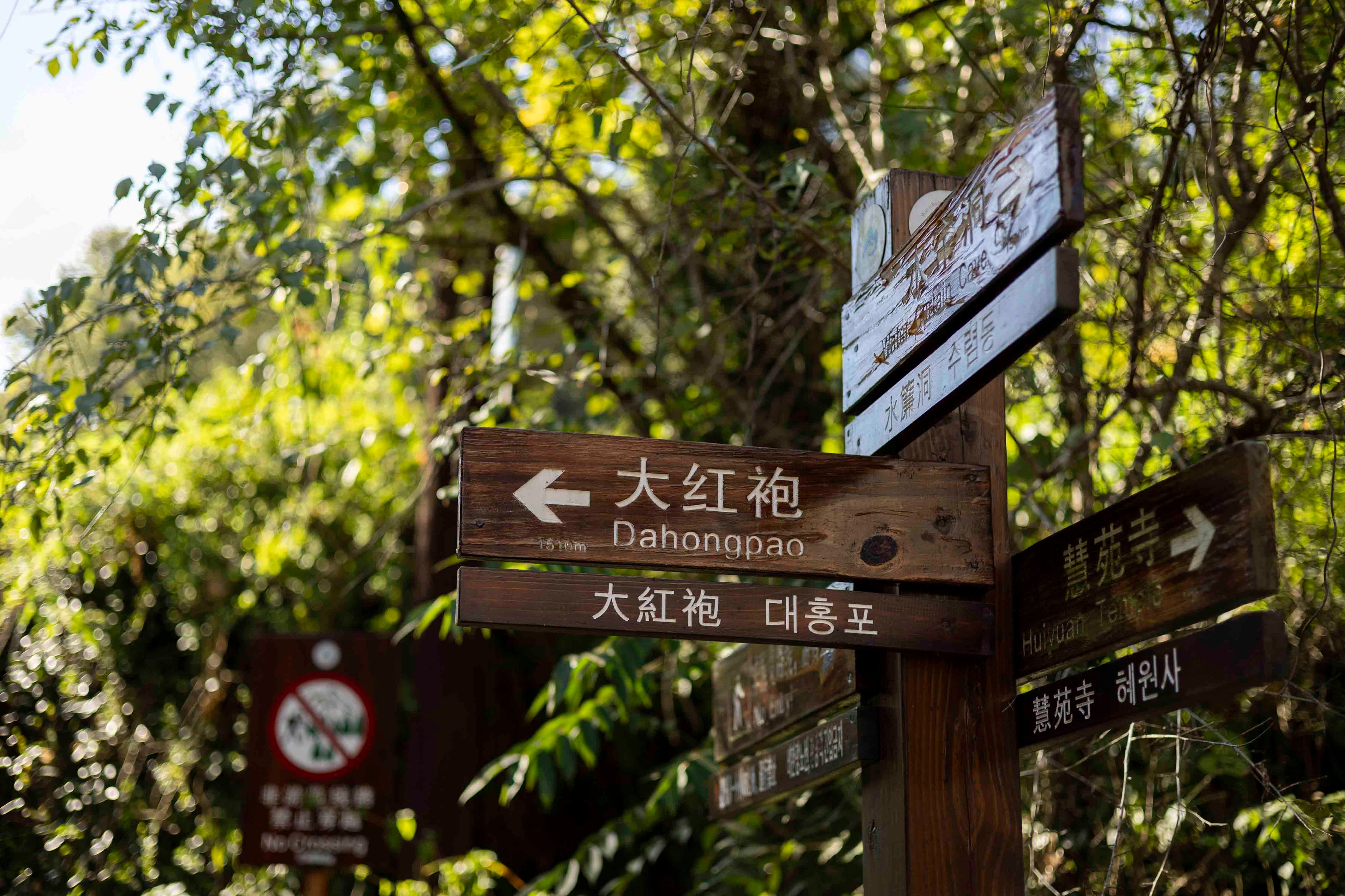 Da hong pao mother bush in Zhengyan national park in Wuyi Shan