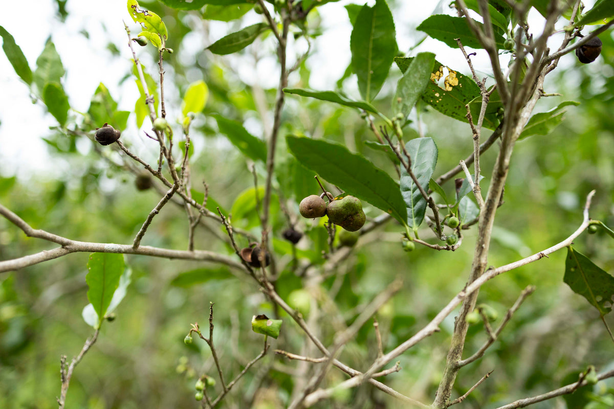 Yefang Tea tree branches of Fuding Dabai seeds grown wild in Taimu Shan, Ningde, Fujian