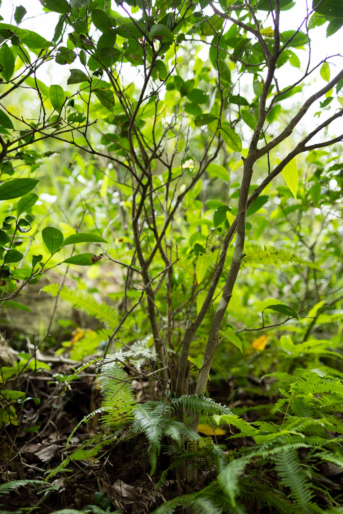 Ye fang Fuding Dabai seeds grown wild in Taimu Shan, Ningde, Fujian