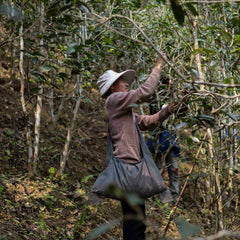 Yibang Mansong 2026 – Sheng Pu'er (Raw)