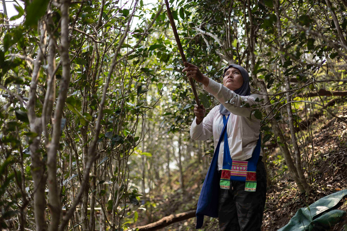 Yibang Mansong 2026 – Sheng Pu&