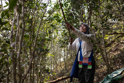 Yibang Mansong 2026 – Sheng Pu&