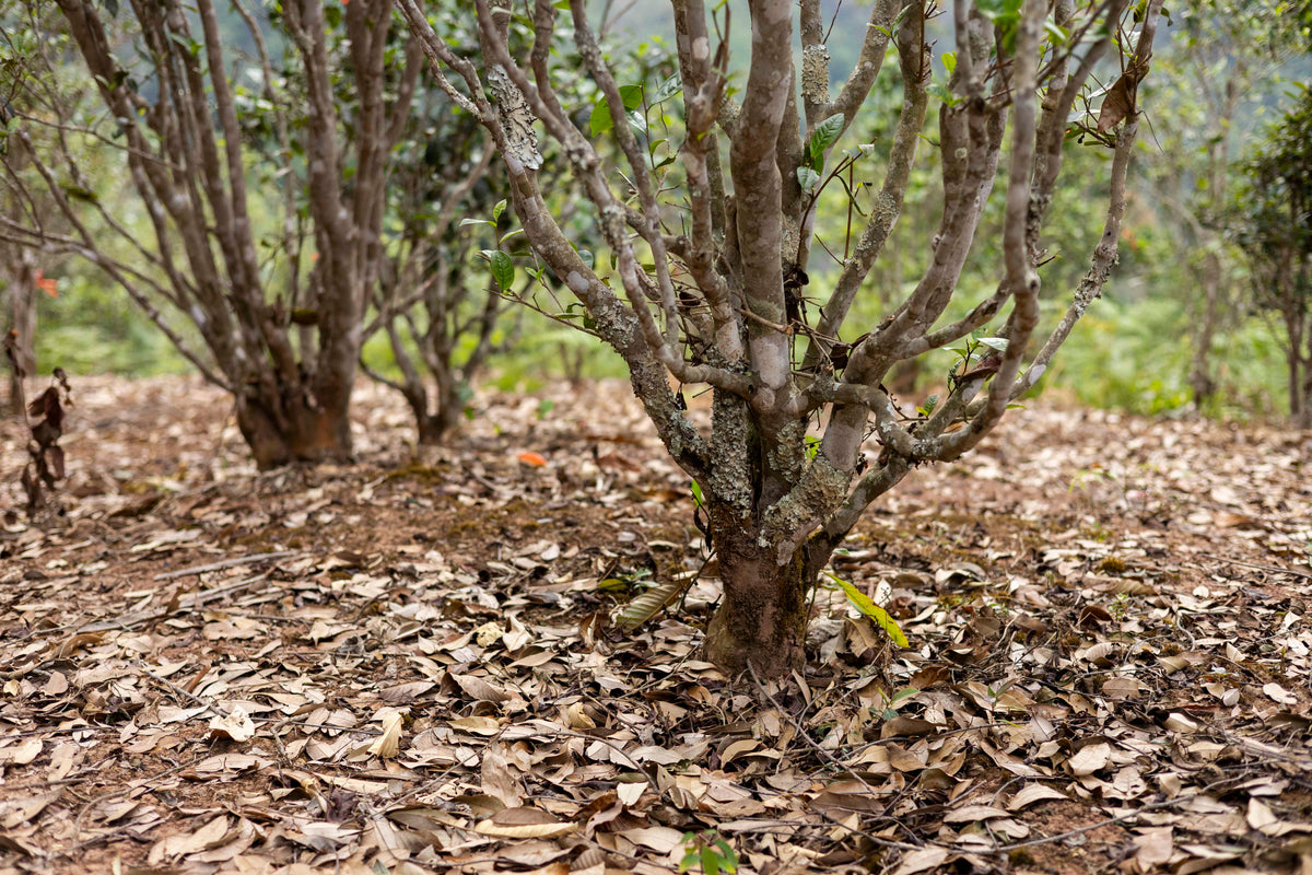 Tea tree at Wang Gong, Yiwu, Xishuangbanna, Yunnan, April 2026