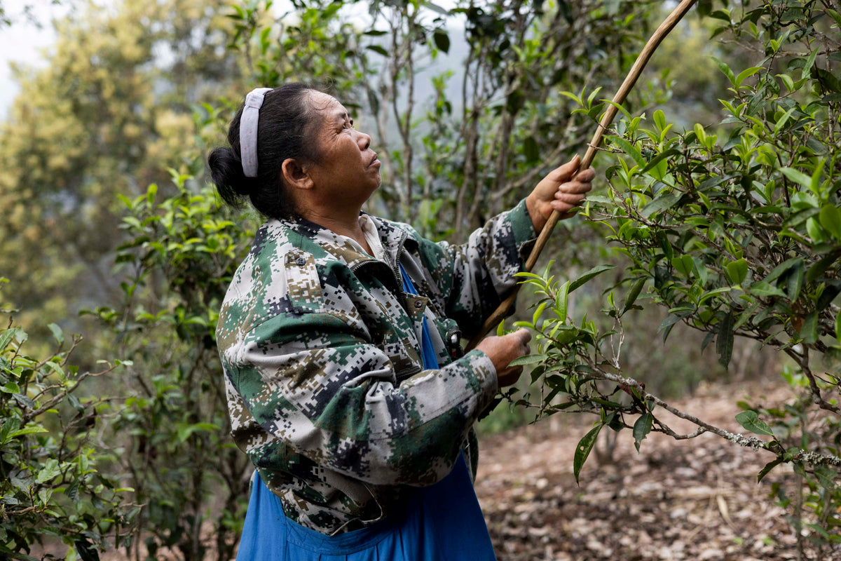 Tea harvest in Wang Gong, Yiwu, Xishuangbanna, Yunnan, spring 2026