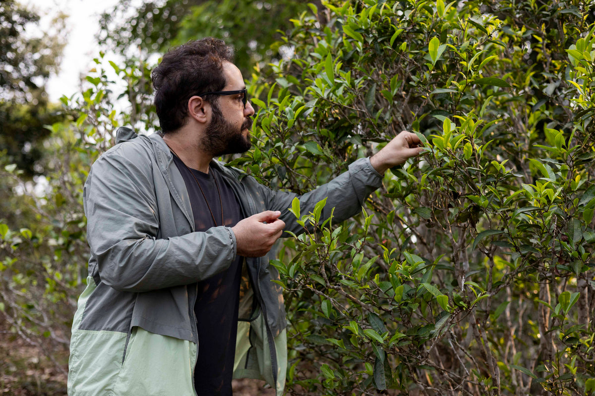 Nadi is picking tea leaves from Gushu ancient trees in Yiwu, Xishuangbanna, Yunnan