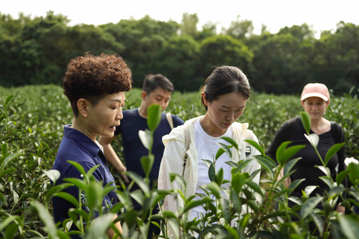 Pink Luk is guiding a travel group in Taiwan in a wild tea garden