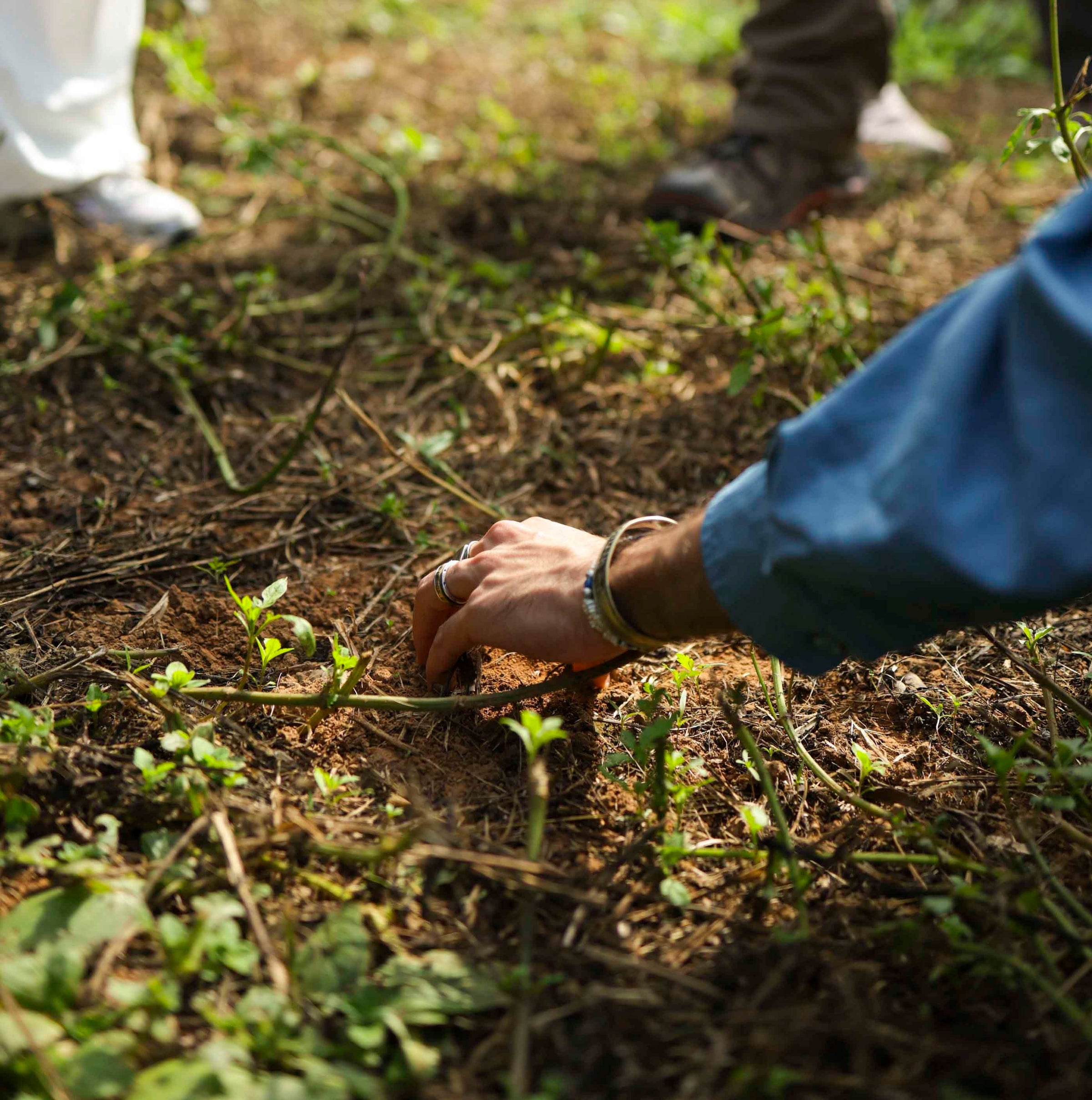 Yefang cha tea plantation tour in Miaoli Taiwan, the clean soil
