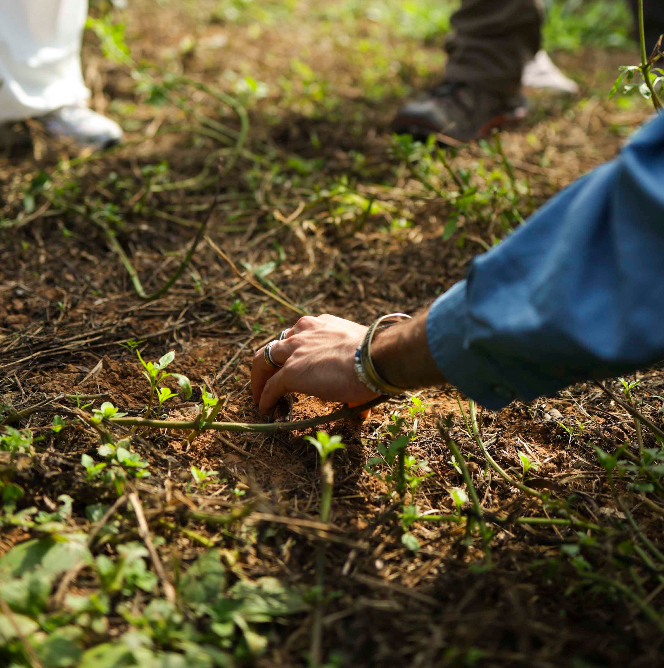 Yefang cha tea plantation tour in Miaoli Taiwan, the clean soil