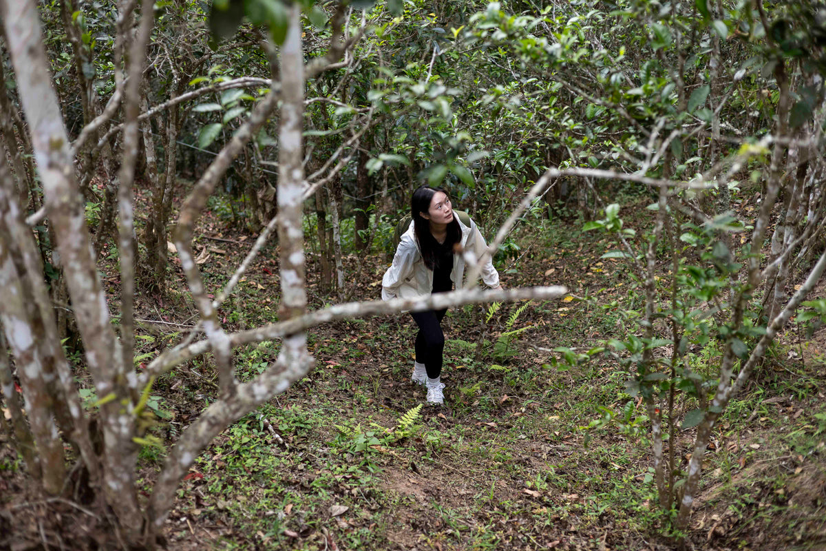 Natural farming environment in Wang Gong, Yiwu, Xishuangbanna, Yunnan, April 2026