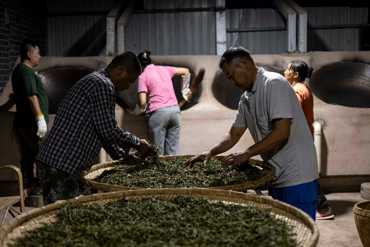 Tea making in the Wang Gong tea factory, Yiwu, Xishuangbanna, Yunnan