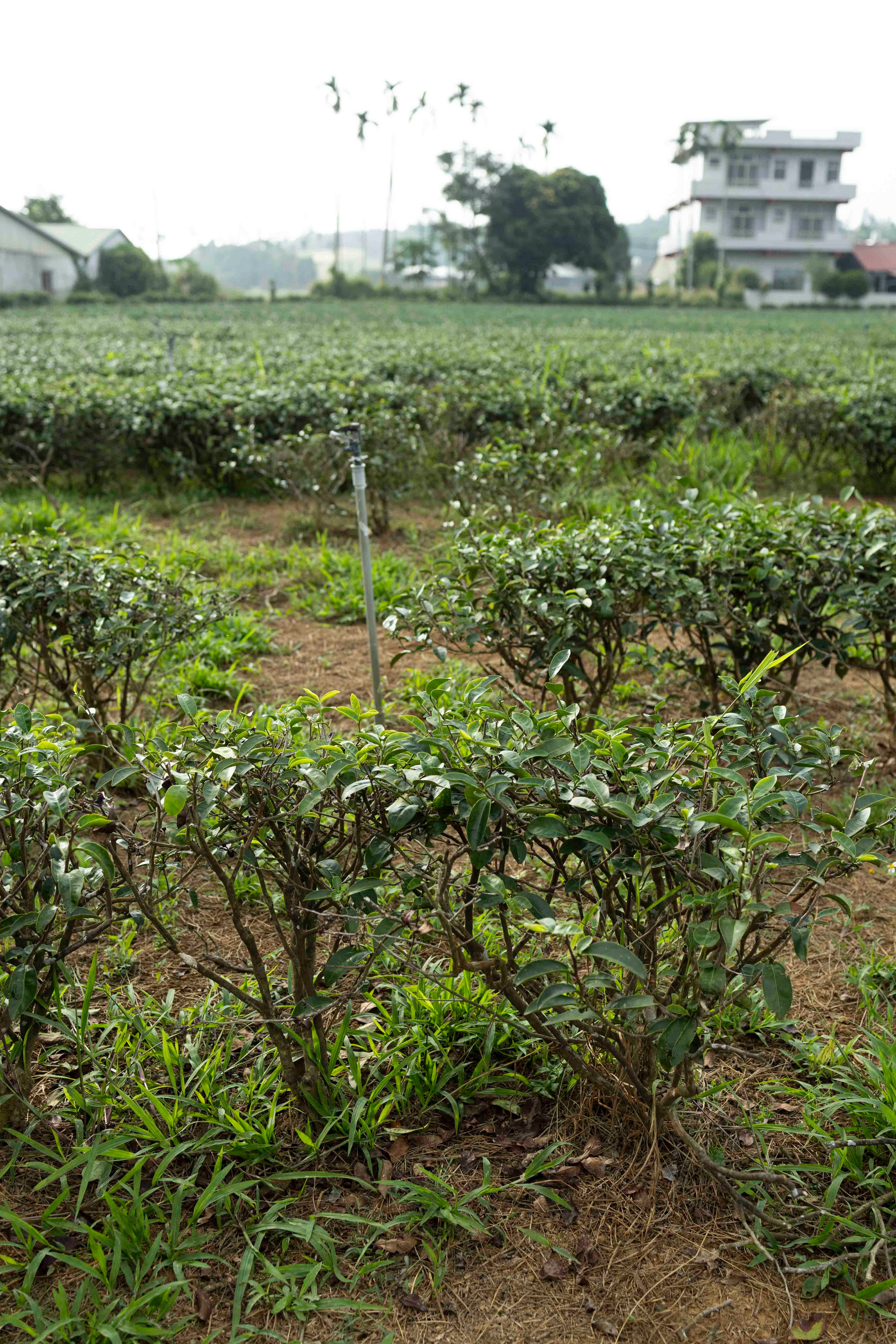 Mingjian "Shake White" Mi Xiang Wulong Bai Cha