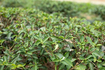 Mingjian "Shake White" Mi Xiang Wulong Bai Cha