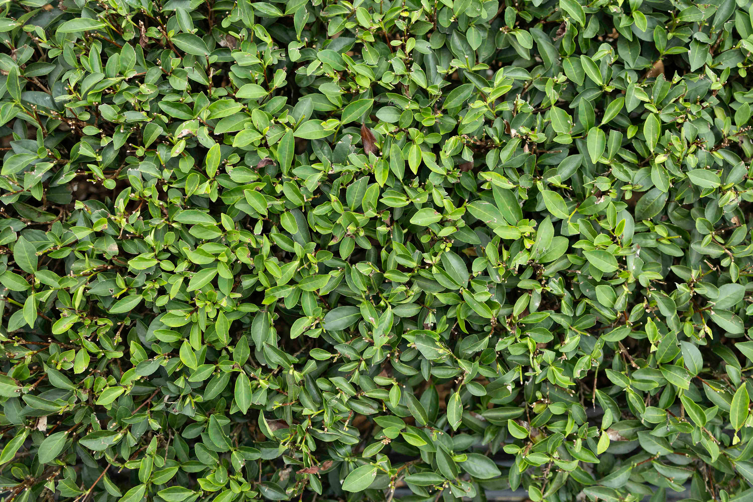 Mingjian "Shake White" Mi Xiang Wulong Bai Cha