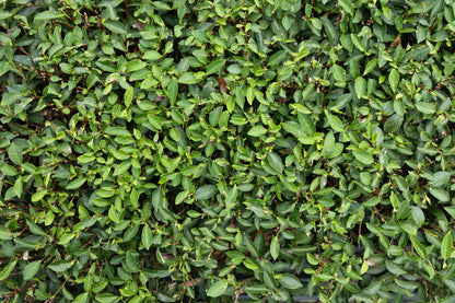 Mingjian "Shake White" Mi Xiang Wulong Bai Cha