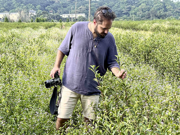 A man with a camera standing in a flowering tea field, looking at a tea shoot