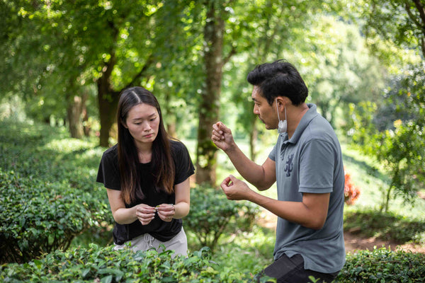 A woman and a man examining tea leaves in a tea garden under trees