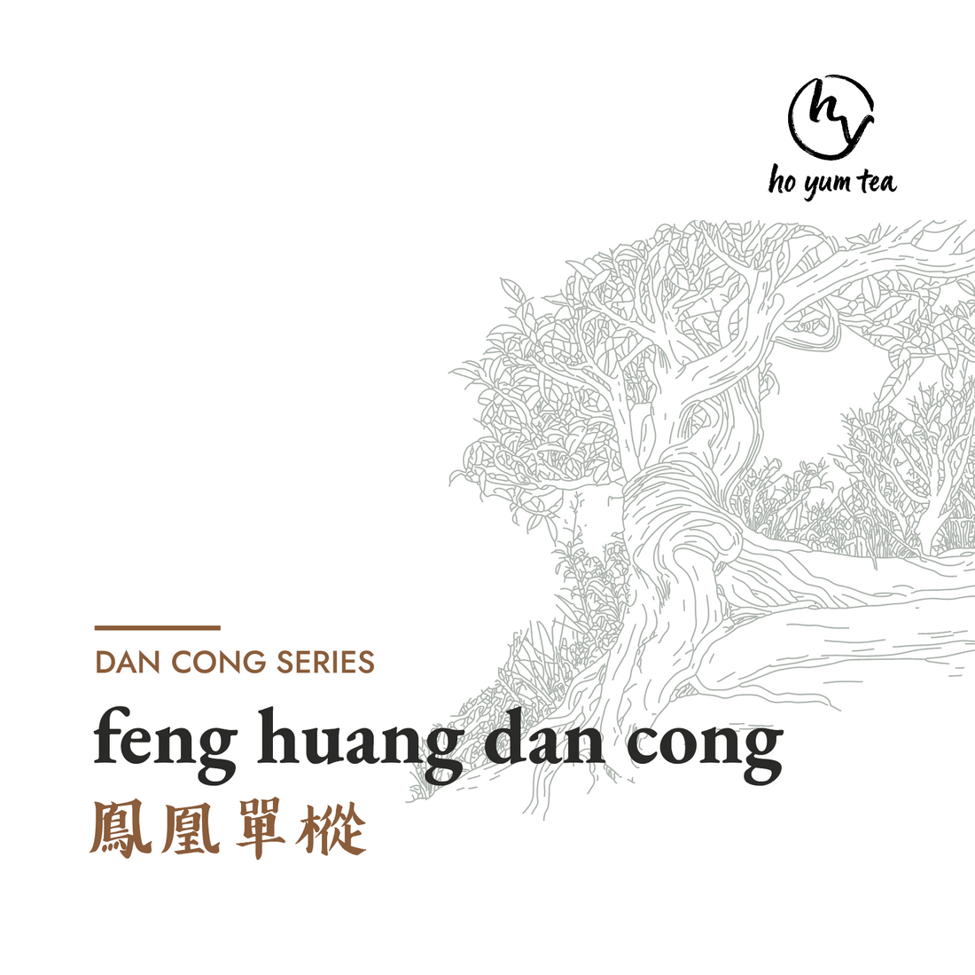 feng huang dan cong - wulong tea series