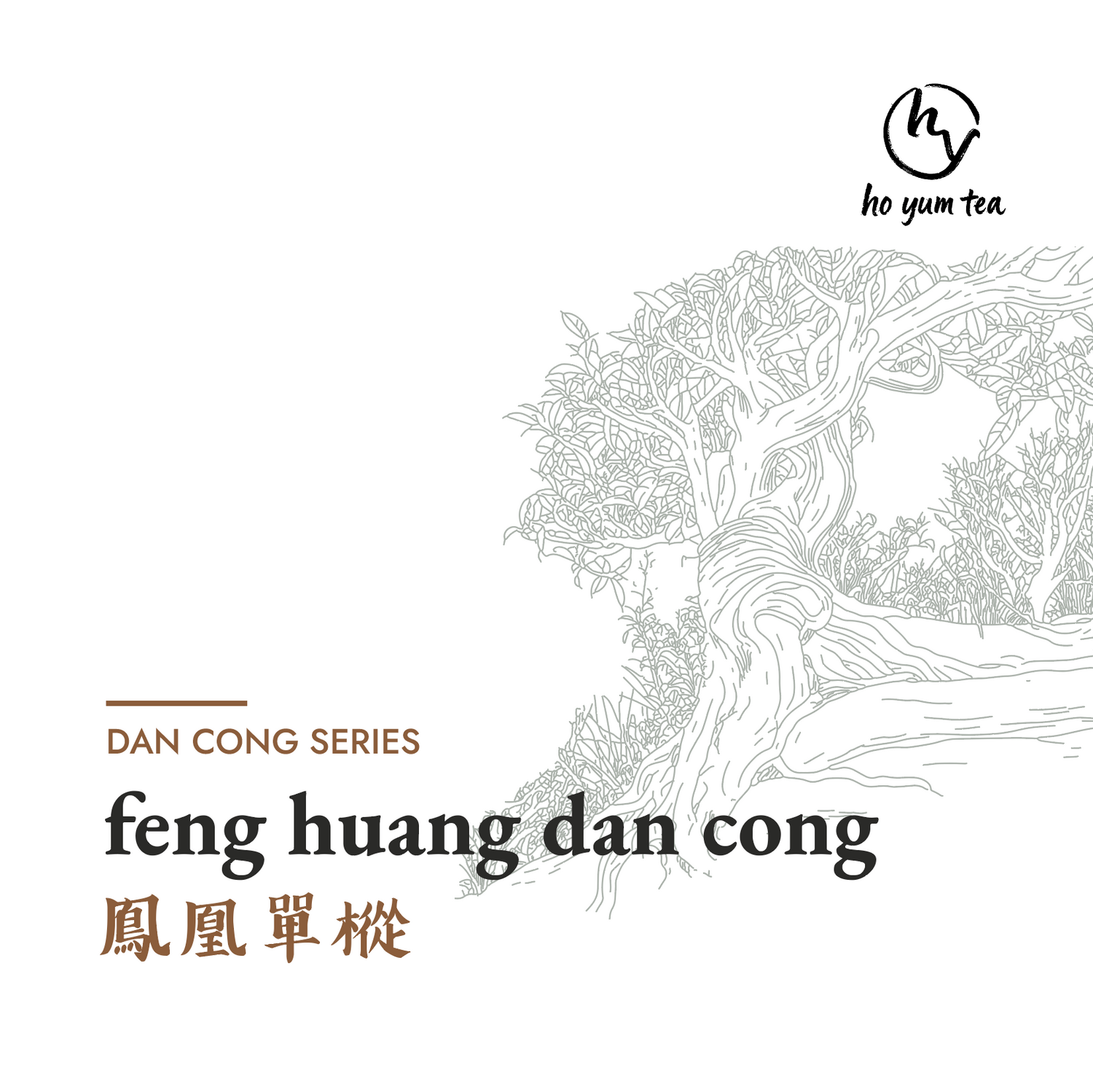feng huang dan cong - wulong tea series