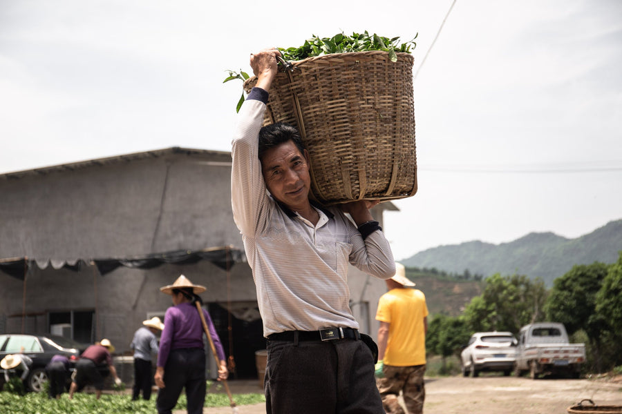 A tour group in a tea garden